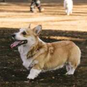 ヒメ日記 2025/11/15 23:31 投稿 かすみ 宮城仙南ちゃんこ
