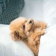 ヒメ日記 2025/11/16 22:51 投稿 かすみ 宮城仙南ちゃんこ