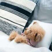 ヒメ日記 2025/11/21 22:41 投稿 かすみ 宮城仙南ちゃんこ