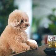 ヒメ日記 2025/11/23 22:31 投稿 かすみ 宮城仙南ちゃんこ