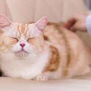 ヒメ日記 2026/01/11 20:21 投稿 かすみ 宮城仙南ちゃんこ