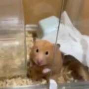 ヒメ日記 2025/09/30 02:45 投稿 れな バニラシュガー久喜店