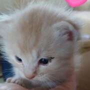 ヒメ日記 2025/10/24 17:21 投稿 のわ ぽちゃ・巨乳専門店　太田足利ちゃんこ