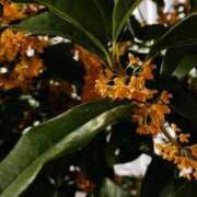 ヒメ日記 2025/10/21 00:13 投稿 美澄 雪 東京貴楼館