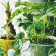 ヒメ日記 2026/04/02 15:29 投稿 美澄 雪 東京貴楼館