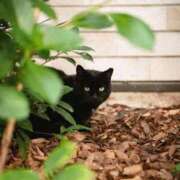 美澄 雪 本日のお猫様🐱 東京貴楼館