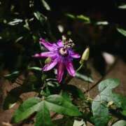 ヒメ日記 2025/10/20 00:01 投稿 美澄 雪 横浜貴楼館