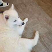 ヒメ日記 2025/10/16 00:01 投稿 いちご スピード日本橋店