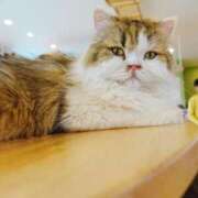 ヒメ日記 2026/03/11 08:05 投稿 「宝島」へと向かう橋。 GOOD-グッド-