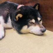 ヒメ日記 2025/10/25 14:18 投稿 宮沢 亜美 名古屋貴楼館