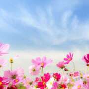 ヒメ日記 2026/01/28 13:04 投稿 久長ようこ 五十路マダム 徳島店