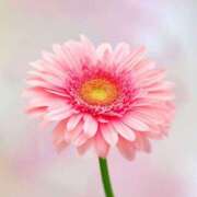 ヒメ日記 2026/02/05 12:54 投稿 久長ようこ 五十路マダム 徳島店