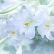 ヒメ日記 2026/02/06 10:18 投稿 久長ようこ 五十路マダム 徳島店