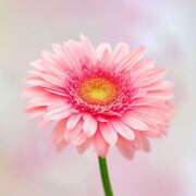 ヒメ日記 2026/02/17 03:46 投稿 久長ようこ 五十路マダム 徳島店