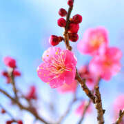 ヒメ日記 2026/02/17 08:26 投稿 久長ようこ 五十路マダム 徳島店