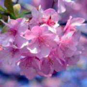 ヒメ日記 2026/02/28 08:36 投稿 久長ようこ 五十路マダム 徳島店