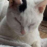 永咲【ながさき】 だんご、だんご、だんご、だんご 人妻最後の砦 千葉店