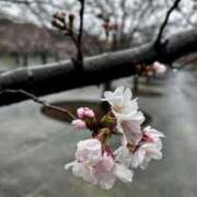 ヒメ日記 2026/04/01 09:52 投稿 はるか 奥様の実話 梅田店