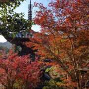 ヒメ日記 2025/11/25 16:55 投稿 あんな 奥様さくら梅田店