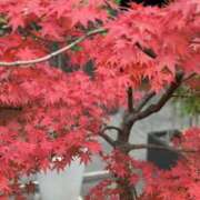 ヒメ日記 2025/11/28 11:25 投稿 あんな 奥様さくら梅田店