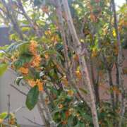 ヒメ日記 2025/11/04 13:35 投稿 咲間ゆい（さくま ゆい） 桃色奥様(佐賀)