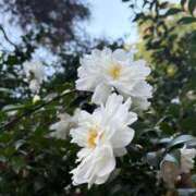 ヒメ日記 2025/12/14 15:51 投稿 ふゆ 渋谷じゃっくす