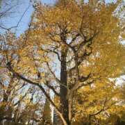 ヒメ日記 2025/12/15 18:13 投稿 ふゆ 渋谷じゃっくす