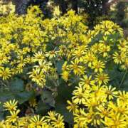 ヒメ日記 2025/12/16 11:39 投稿 ふゆ 渋谷じゃっくす