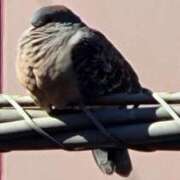 ヒメ日記 2025/10/19 11:54 投稿 みつき 池袋人妻城