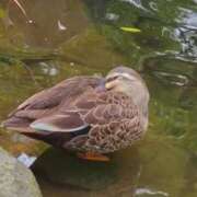 ヒメ日記 2025/10/22 07:42 投稿 みつき 池袋人妻城