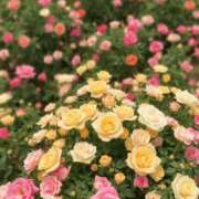 ヒメ日記 2025/10/06 17:39 投稿 しずく 岐阜美濃加茂・可児ちゃんこ