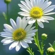 ヒメ日記 2025/10/15 06:29 投稿 しずく 岐阜美濃加茂・可児ちゃんこ