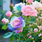 ヒメ日記 2025/12/07 12:09 投稿 しずく 岐阜美濃加茂・可児ちゃんこ