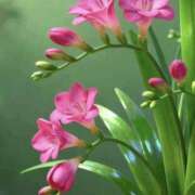 ヒメ日記 2026/01/07 12:29 投稿 しずく 岐阜美濃加茂・可児ちゃんこ