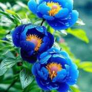 ヒメ日記 2026/01/10 19:49 投稿 しずく 岐阜美濃加茂・可児ちゃんこ