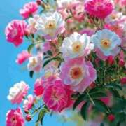 ヒメ日記 2026/01/13 13:29 投稿 しずく 岐阜美濃加茂・可児ちゃんこ