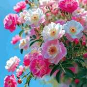 ヒメ日記 2026/01/14 08:49 投稿 しずく 岐阜美濃加茂・可児ちゃんこ