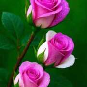 ヒメ日記 2026/02/11 07:59 投稿 しずく 岐阜美濃加茂・可児ちゃんこ