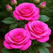 ヒメ日記 2026/02/11 17:09 投稿 しずく 岐阜美濃加茂・可児ちゃんこ