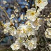 ヒメ日記 2026/02/19 14:59 投稿 しずく 岐阜美濃加茂・可児ちゃんこ