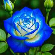 ヒメ日記 2026/02/26 13:09 投稿 しずく 岐阜美濃加茂・可児ちゃんこ