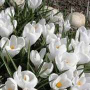 ヒメ日記 2026/03/03 15:49 投稿 しずく 岐阜美濃加茂・可児ちゃんこ