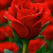 ヒメ日記 2026/03/12 21:13 投稿 しずく 岐阜美濃加茂・可児ちゃんこ