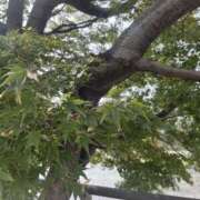 ヒメ日記 2025/11/02 12:36 投稿 ゆり 【非表示中】美女・ビジョン