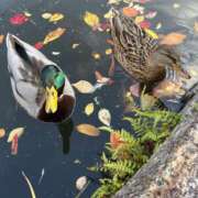 ヒメ日記 2025/11/19 19:04 投稿 うらん 【非表示中】美女・ビジョン