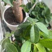 ヒメ日記 2025/10/18 12:44 投稿 よね 熟女の風俗最終章 仙台店