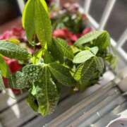 ヒメ日記 2025/11/22 12:38 投稿 よね 熟女の風俗最終章 仙台店