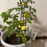 ヒメ日記 2025/12/02 20:14 投稿 よね 熟女の風俗最終章 仙台店