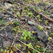 ヒメ日記 2026/03/27 10:34 投稿 よね 熟女の風俗最終章 仙台店