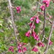 ヒメ日記 2026/04/01 22:15 投稿 よね 熟女の風俗最終章 仙台店